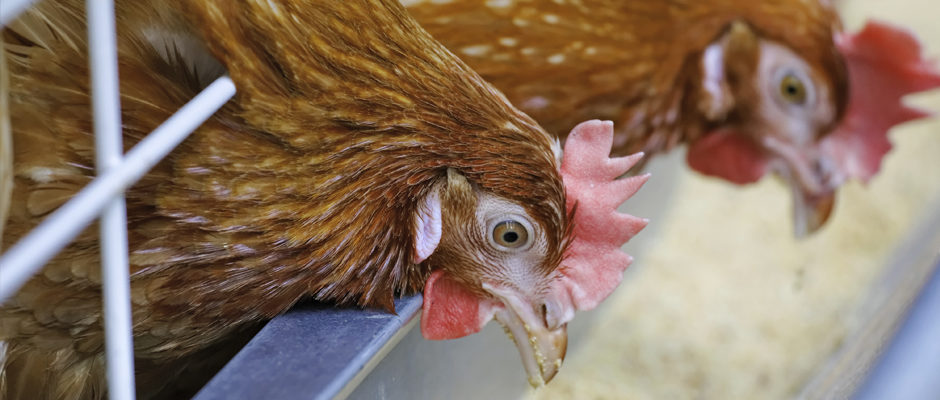 Hens image to enter feed quality section